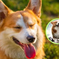 Día Internacional del Perro: estos son los beneficios de vivir con un lomito
