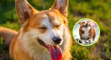Día Internacional del Perro: estos son los beneficios de vivir con un lomito