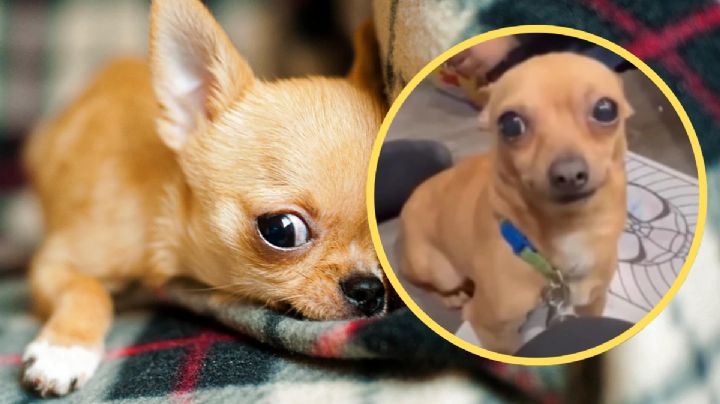 VIDEO | Perrito chihuahua es adoptado, pero entiende únicamente este idioma