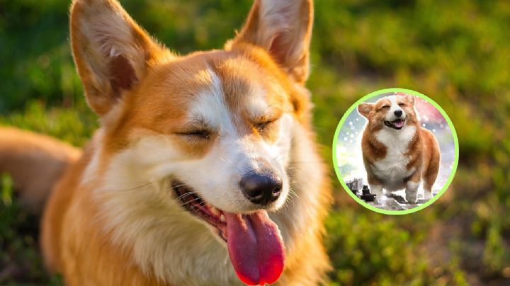 Día Internacional del Perro: estos son los beneficios de vivir con un lomito