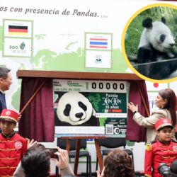 Xin Xin la panda mexicana protagoniza billete de Lotería Nacional, así puedes conseguir el tuyo