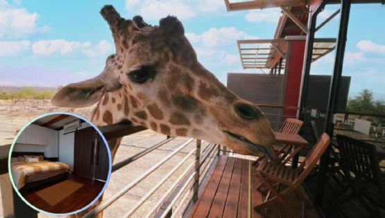 Conoce el primer hotel con jirafas de Latinoamérica: una experiencia a unos minutos de Monterrey