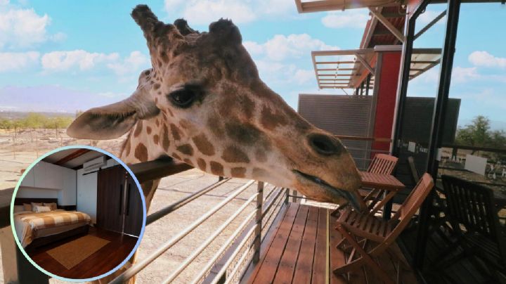 Conoce el primer hotel con jirafas de Latinoamérica: una experiencia a unos minutos de Monterrey