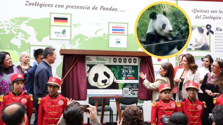 Xin Xin la panda mexicana protagoniza billete de Lotería Nacional, así puedes conseguir el tuyo