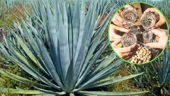 Tequila hecho a mano: la joya tamaulipeca que nació de la lucha y conquistó al mundo | VIDEO