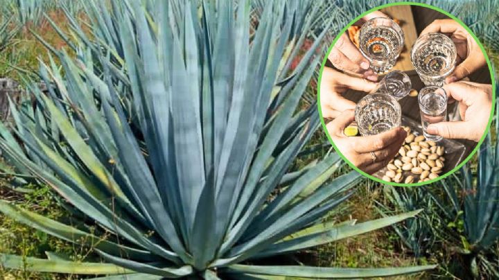 Tequila hecho a mano: la joya tamaulipeca que nació de la lucha y conquistó al mundo | VIDEO