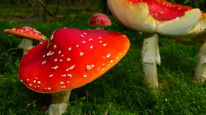 Fungosto 2025: fechas, lugar y todo lo que debes saber del festival dedicado a los hongos