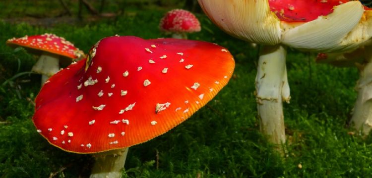 Fungosto 2025: fechas, lugar y todo lo que debes saber del festival dedicado a los hongos