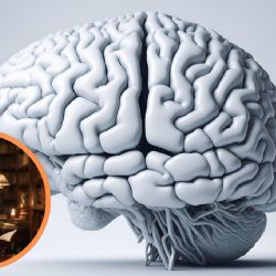 Conoce estos 5 consejos para potenciar tu mente según la neurociencia