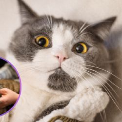 Cómo eliminar pulgas en gatos; trucos caseros fáciles y seguros que protegen su salud