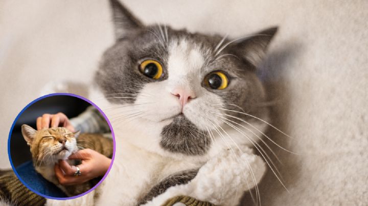 Cómo eliminar pulgas en gatos; trucos caseros fáciles y seguros que protegen su salud